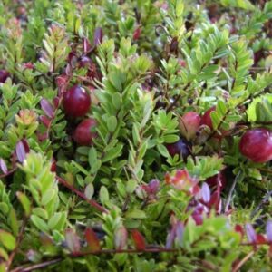 Spanguolės 'Pilgrim'