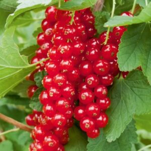 Stiebinis raudonasis serbentas 'Rovada'