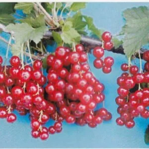 Krūminis raudonasis serbentas 'Tatran'