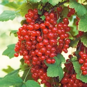 Krūminis raudonasis serbentas 'Rolan'