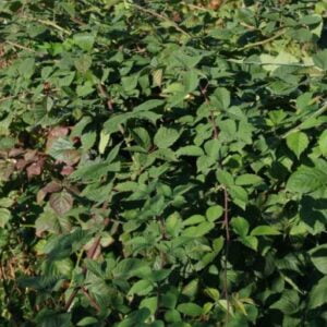 Bespyglė gervuogė 'Thornfree'