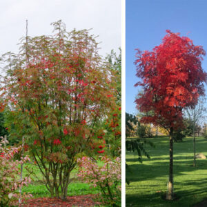 Japoninis šermukšnis 'Dodong'