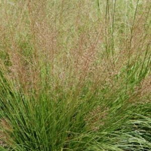 Sporobolus heterolepis / Drėbūnas