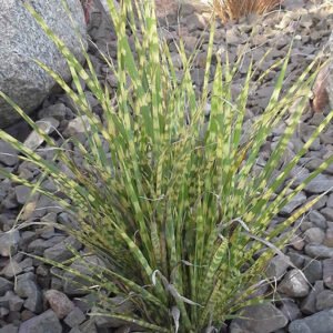 Kininis miskantas 'Apache'