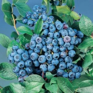 Žemaūgė šilauogė 'Alvar'