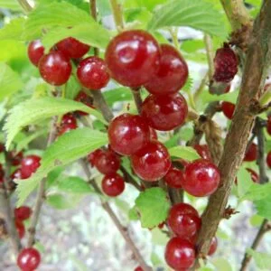 Pūkuota vyšnia (Pūkuotukė) 'Flamenco'