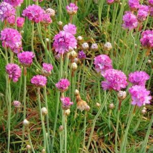 Gvaizdė (Armeria) 'Ballerina purple rose'