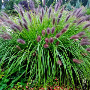 Soruolė 'Black Beauty'