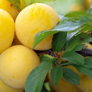 Slyva 'Mirabelle de Nancy'