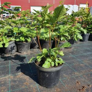 Bespyglė gervuogė 'Arapaho'