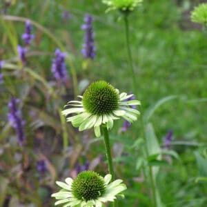 Ežiuolė 'Green Jewel'