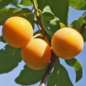 Slyva 'Mirabelle de Nancy'