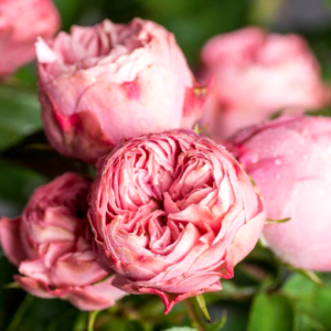 Floribundinė rožė ant koto 'Candy Rokoko'