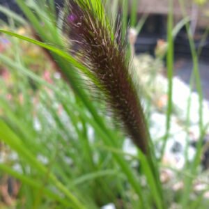 Soruolė 'Black Beauty'