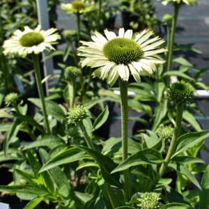 Ežiuolė 'Green Jewel'