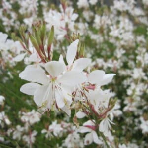 Gaura 'Karalee White'