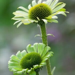 Ežiuolė 'Green Jewel'