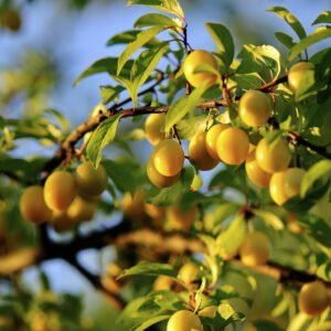 Slyva 'Mirabelle de Nancy'