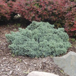 Žvynuotasis kadagys 'Blue star'