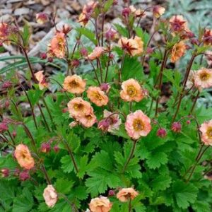 Žiognagė 'Mai Tai'