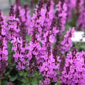 Šalavijas 'Marvel Rose'