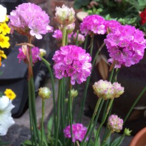 Gvaizdė (Armeria) 'Ballerina purple rose'