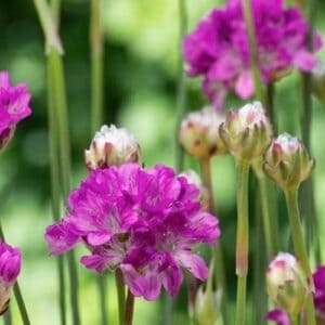 Gvaizdė (Armeria) 'Ballerina purple rose'