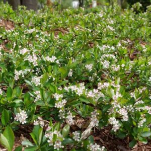 Valgomoji krūminė aronija