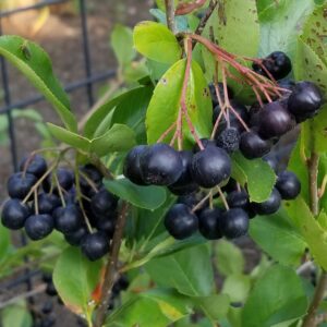 Valgomoji krūminė aronija