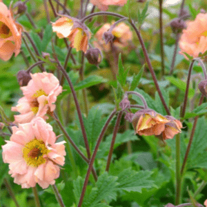 Žiognagė 'Mai Tai'