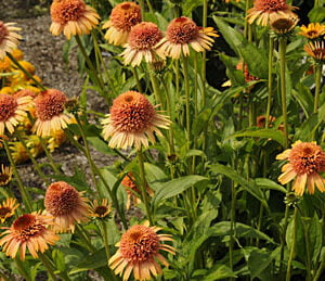 Ežiuolė 'Supreme Cantaloupe'