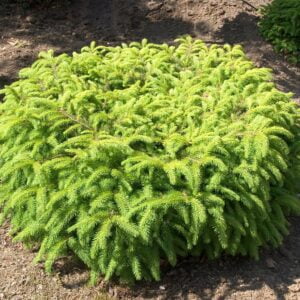 Paprastoji eglė 'Nidiformis'