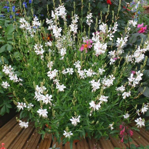 Gaura 'Karalee White'