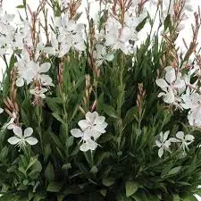 Gaura 'Steffi White'