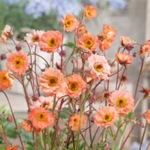 Žiognagė 'Mai Tai'