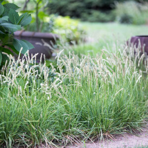 Rudeninis mėlitas (Sesleria autumnalis)