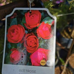 Floribundinė rožė ant koto 'Milano'