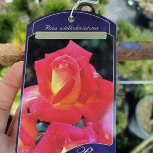 Stambiažiedė rožė ant koto 'Rosa'