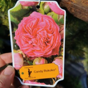 Floribundinė rožė ant koto 'Candy Rokoko'