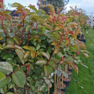 Stambiažiedė rožė ant koto 'Rosa'