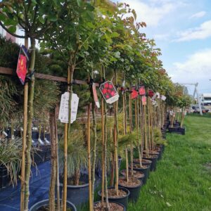 Floribundinė rožė ant koto 'Milano'