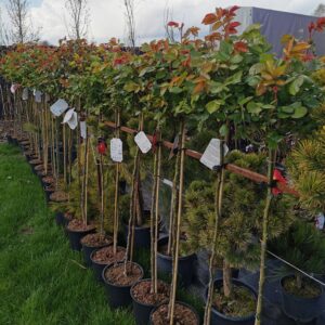 Stambiažiedė rožė ant koto 'Rosa'