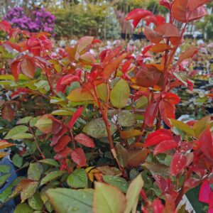 Krūminė hibridinė arbatinė rožė 'Hot Lady'