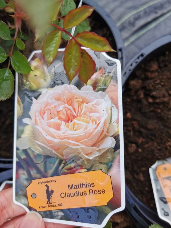 Krūminė rožė 'Matthias Claudius Rose'