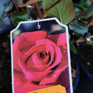 Krūminė hibridinė arbatinė rožė 'Hot Lady'