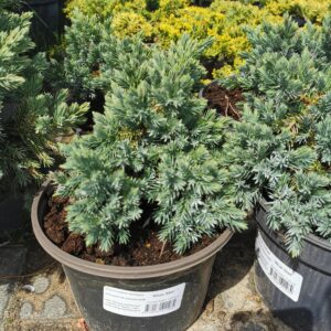 Žvynuotasis kadagys 'Blue star'