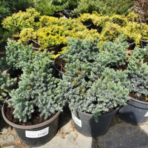 Žvynuotasis kadagys 'Blue star'