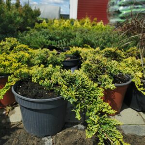 Padrikasis kadagys 'Golden Carpet'