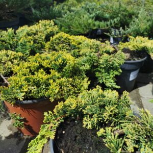 Padrikasis kadagys 'Golden Carpet'