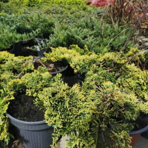 Padrikasis kadagys 'Golden Carpet'